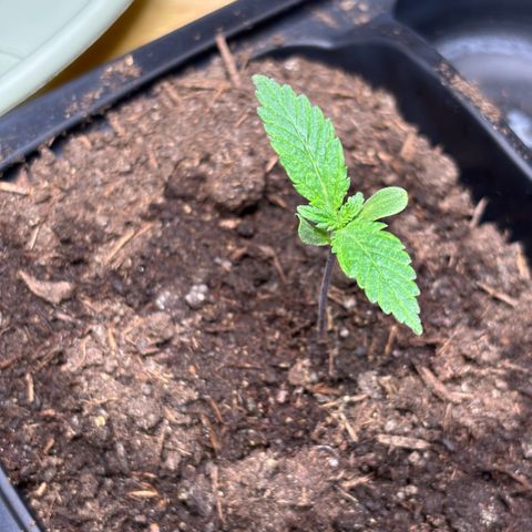 Nahimana - Mystisch - Tatanka Pure CBD growlog timeline photo