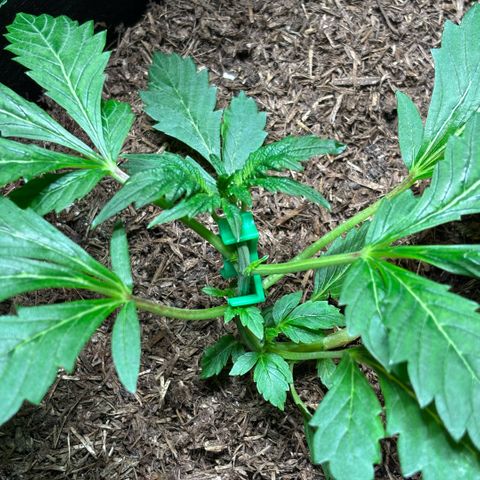 Maimiti - Tropical Mirage Limited Edition von Royal Queen Seeds growlog timeline photo