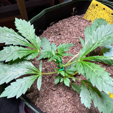 Maimiti - Tropical Mirage Limited Edition von Royal Queen Seeds growlog timeline photo