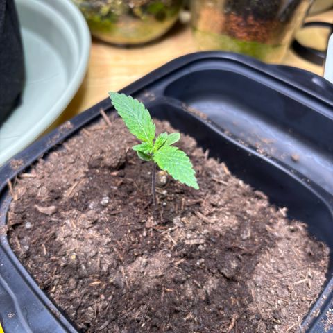 Nahimana - Mystisch - Tatanka Pure CBD growlog timeline photo