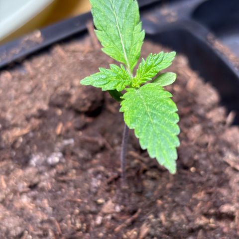 Nahimana - Mystisch - Tatanka Pure CBD growlog timeline photo