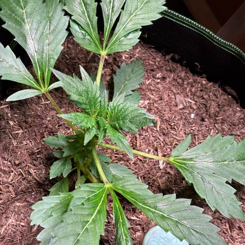 Maimiti - Tropical Mirage Limited Edition von Royal Queen Seeds growlog timeline photo