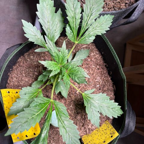 Maimiti - Tropical Mirage Limited Edition von Royal Queen Seeds growlog timeline photo