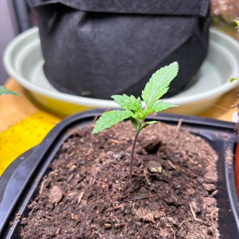 Nahimana - Mystisch - Tatanka Pure CBD growlog timeline photo
