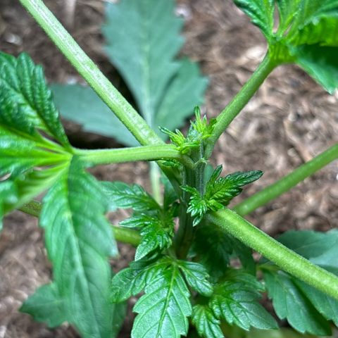 Maimiti - Tropical Mirage Limited Edition von Royal Queen Seeds growlog timeline photo