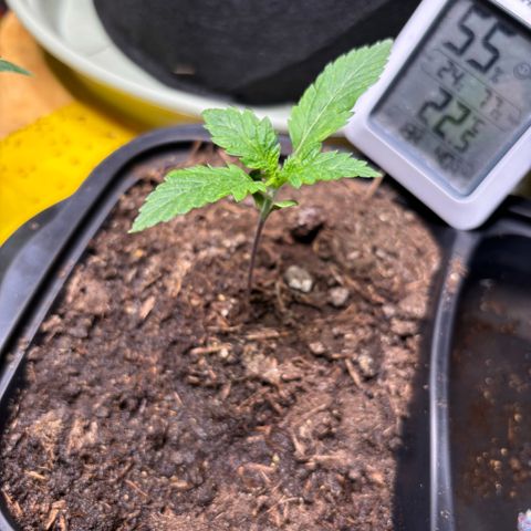 Nahimana - Mystisch - Tatanka Pure CBD growlog timeline photo