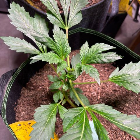 Maimiti - Tropical Mirage Limited Edition von Royal Queen Seeds growlog timeline photo