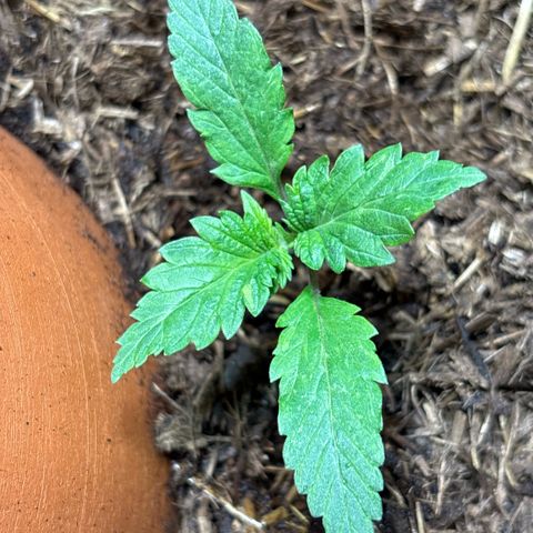 Nahimana - Mystisch - Tatanka Pure CBD growlog timeline photo