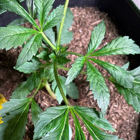 Maimiti - Tropical Mirage Limited Edition von Royal Queen Seeds growlog timeline photo