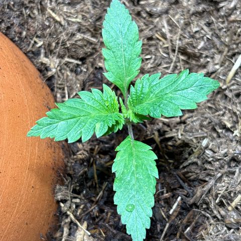 Nahimana - Mystisch - Tatanka Pure CBD growlog timeline photo
