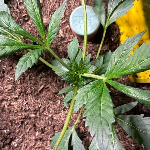 Maimiti - Tropical Mirage Limited Edition von Royal Queen Seeds growlog timeline photo