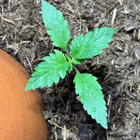 Nahimana - Mystisch - Tatanka Pure CBD growlog timeline photo