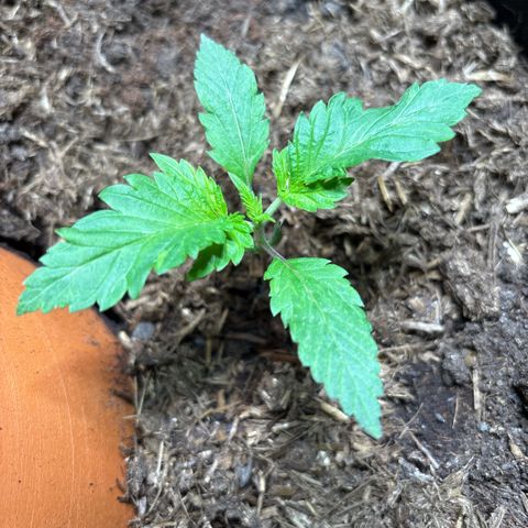 Nahimana - Mystisch - Tatanka Pure CBD growlog timeline photo