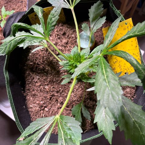 Maimiti - Tropical Mirage Limited Edition von Royal Queen Seeds growlog timeline photo