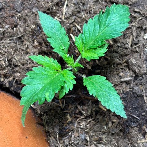 Nahimana - Mystisch - Tatanka Pure CBD growlog timeline photo
