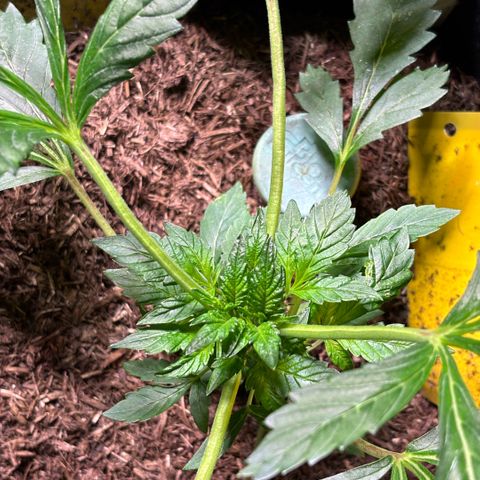 Maimiti - Tropical Mirage Limited Edition von Royal Queen Seeds growlog timeline photo