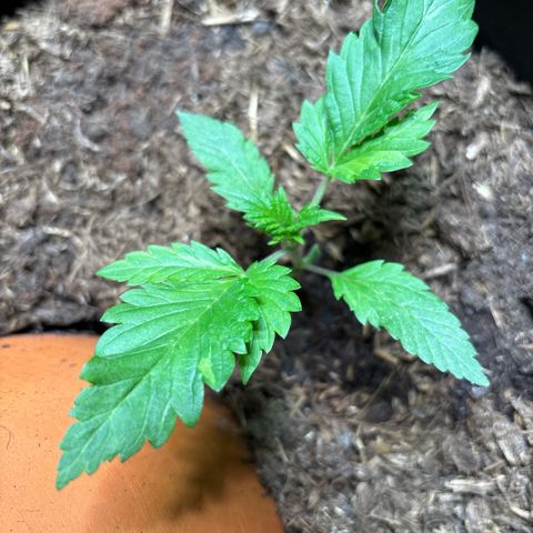 Nahimana - Mystisch - Tatanka Pure CBD growlog timeline photo