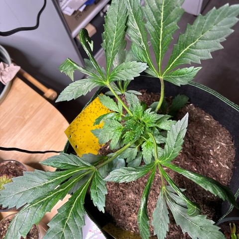 Maimiti - Tropical Mirage Limited Edition von Royal Queen Seeds growlog timeline photo