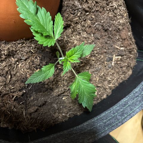 Nahimana - Mystisch - Tatanka Pure CBD growlog timeline photo