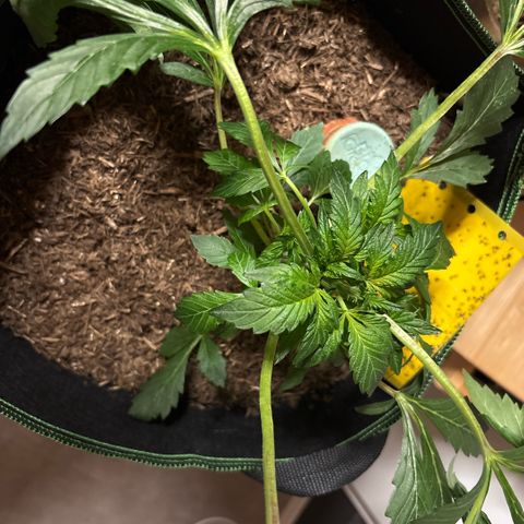 Maimiti - Tropical Mirage Limited Edition von Royal Queen Seeds growlog timeline photo