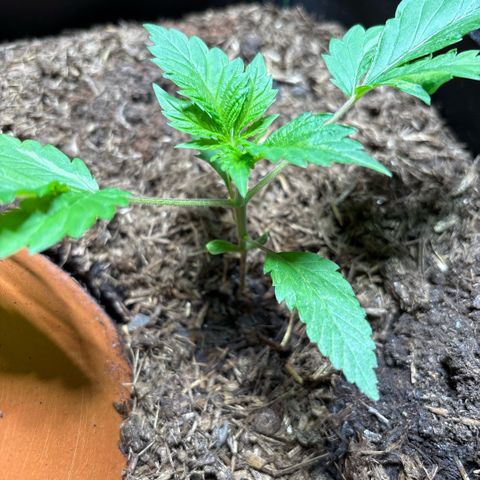 Nahimana - Mystisch - Tatanka Pure CBD growlog timeline photo