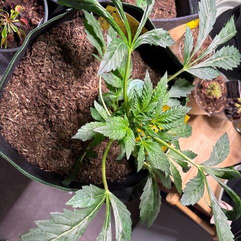 Maimiti - Tropical Mirage Limited Edition von Royal Queen Seeds growlog timeline photo