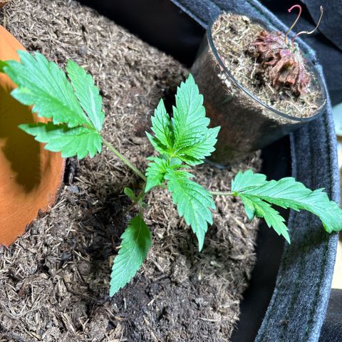 Nahimana - Mystisch - Tatanka Pure CBD growlog timeline photo