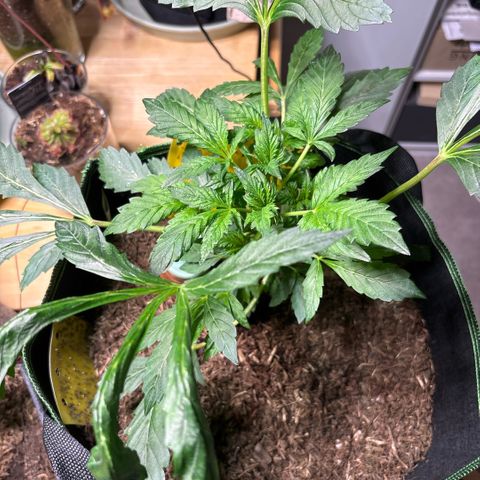 Maimiti - Tropical Mirage Limited Edition von Royal Queen Seeds growlog timeline photo
