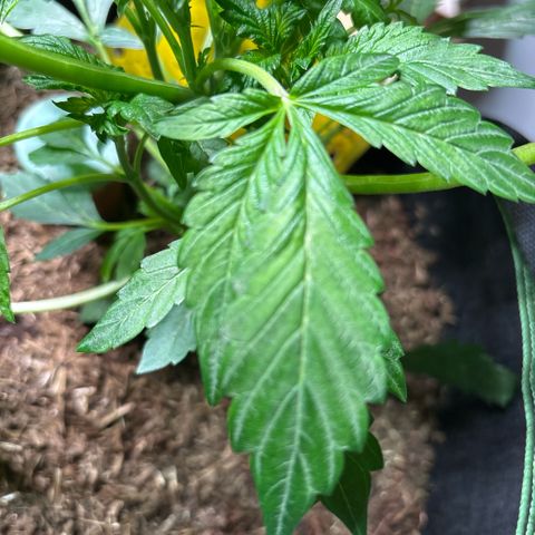 Maimiti - Tropical Mirage Limited Edition von Royal Queen Seeds growlog timeline photo