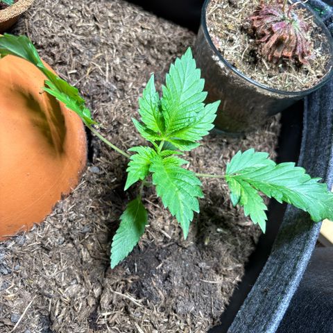 Nahimana - Mystisch - Tatanka Pure CBD growlog timeline photo