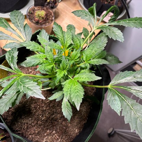 Maimiti - Tropical Mirage Limited Edition von Royal Queen Seeds growlog timeline photo