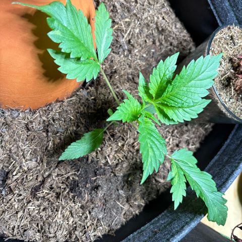 Nahimana - Mystisch - Tatanka Pure CBD growlog timeline photo