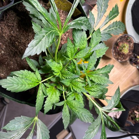 Maimiti - Tropical Mirage Limited Edition von Royal Queen Seeds growlog timeline photo