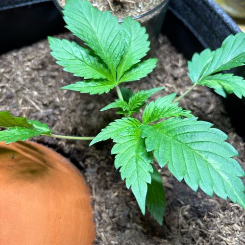 Nahimana - Mystisch - Tatanka Pure CBD growlog timeline photo