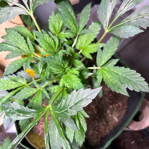 Maimiti - Tropical Mirage Limited Edition von Royal Queen Seeds growlog timeline photo