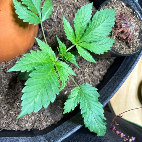 Nahimana - Mystisch - Tatanka Pure CBD growlog timeline photo