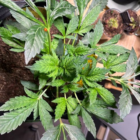 Maimiti - Tropical Mirage Limited Edition von Royal Queen Seeds growlog timeline photo