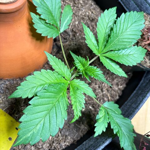 Nahimana - Mystisch - Tatanka Pure CBD growlog timeline photo
