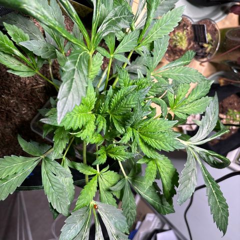 Maimiti - Tropical Mirage Limited Edition von Royal Queen Seeds growlog timeline photo