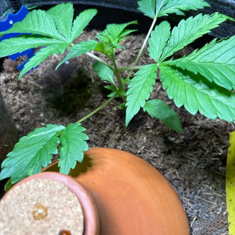 Nahimana - Mystisch - Tatanka Pure CBD growlog timeline photo