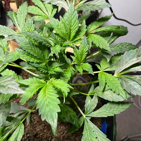 Maimiti - Tropical Mirage Limited Edition von Royal Queen Seeds growlog timeline photo