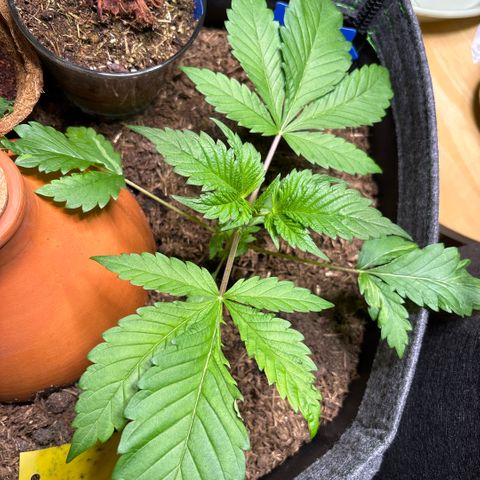 Nahimana - Mystisch - Tatanka Pure CBD growlog timeline photo
