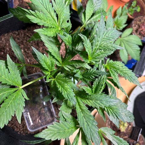 Maimiti - Tropical Mirage Limited Edition von Royal Queen Seeds growlog timeline photo