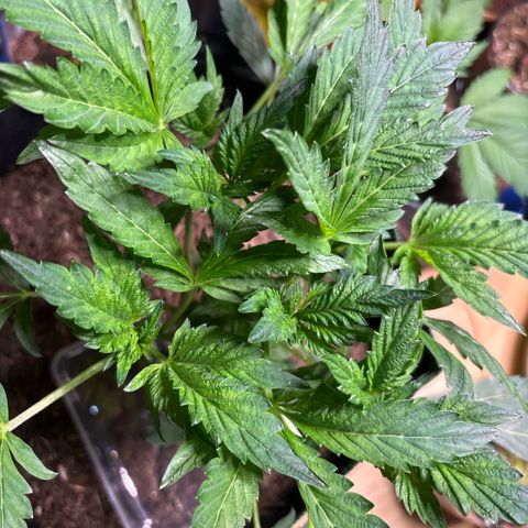 Maimiti - Tropical Mirage Limited Edition von Royal Queen Seeds growlog timeline photo