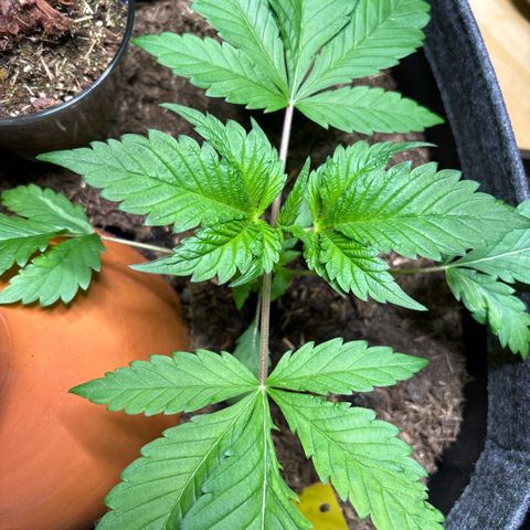 Nahimana - Mystisch - Tatanka Pure CBD growlog timeline photo