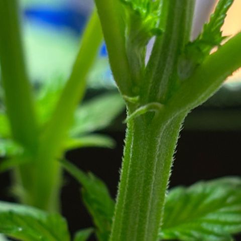 Maimiti - Tropical Mirage Limited Edition von Royal Queen Seeds growlog timeline photo