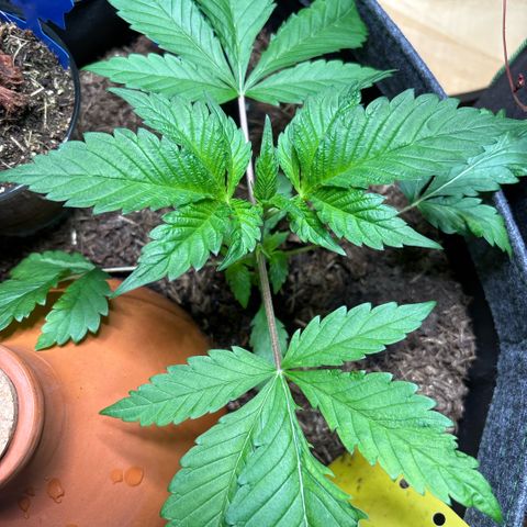 Nahimana - Mystisch - Tatanka Pure CBD growlog timeline photo