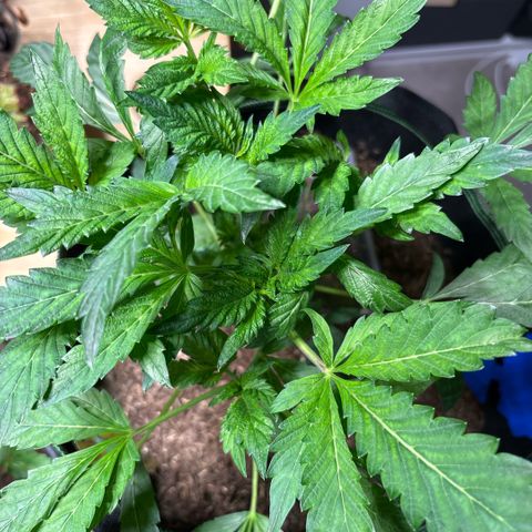 Maimiti - Tropical Mirage Limited Edition von Royal Queen Seeds growlog timeline photo