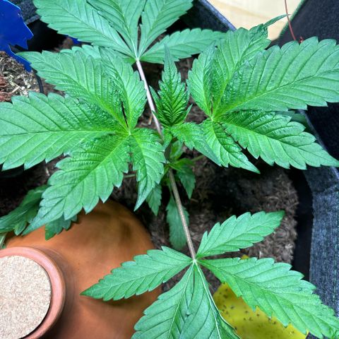 Nahimana - Mystisch - Tatanka Pure CBD growlog timeline photo