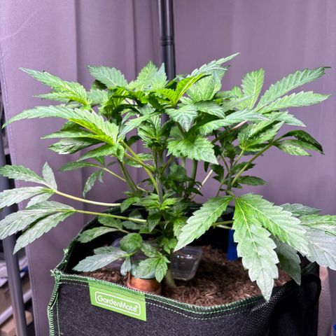 Maimiti - Tropical Mirage Limited Edition von Royal Queen Seeds growlog timeline photo